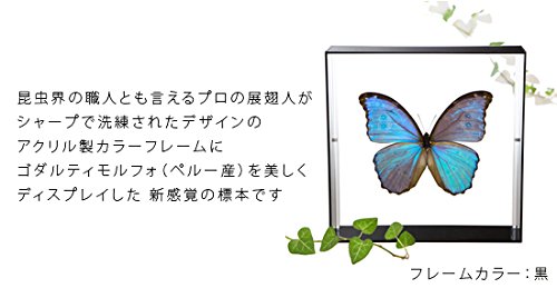 Amazon.co.jp: 蝶の標本 ゴダルティモルフォ ペルー産 Morpho godarti